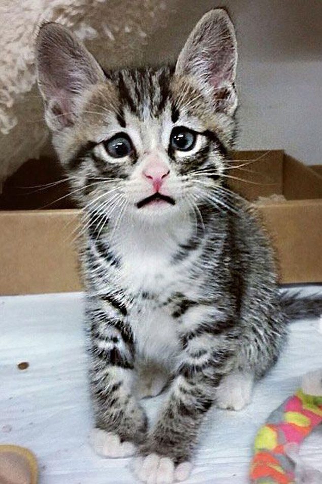 Worried Cat Worried Cat